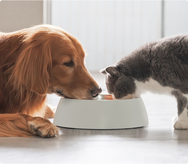Pies i kot jedzący z jednej miski